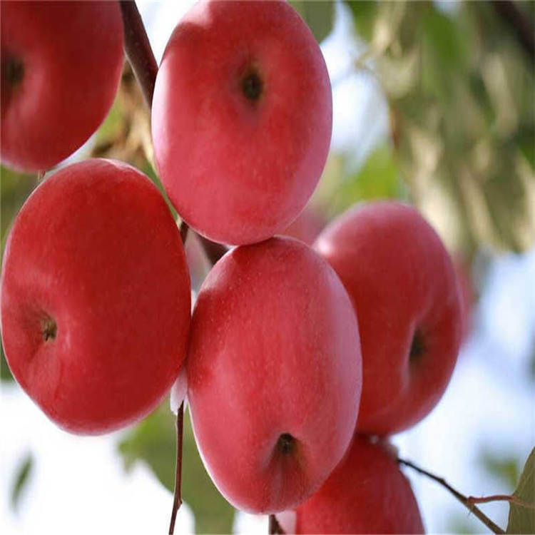 苹果苗价格